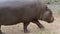 Pygmy hippopotamus Choeropsis liberiensis at the water reservoir