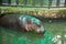 Pygmy hippopotamus drinking water in the cage Thailand open zoo