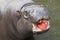 Pygmy hippopotamus eating apple
