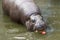 Pygmy hippopotamus eating apple