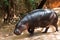 A Pygmy hippopotamus - Hexaprotodon liberiensis