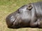 Pygmy hippopotamus looking out at the world