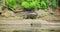 Pygmy hippopotamus near water - Hexaprotodon liberiensis. Liberian Hippo.