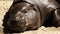 Pygmy Hippopotamus Resting