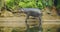 Pygmy hippopotamus resting near water in a hot summer day.