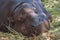 Pygmy hippopotamus sleeping