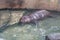 Pygmy Hippopotamus sleeping in Dusit Zoo, Thailand