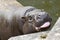 Pygmy hippopotamus tongue