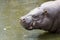 Pygmy hippopotamus in water