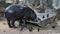 Pygmy hippopotamus in Zoo