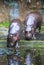 Pygmy Hippos