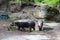 Pygmy Hippos Grazing