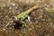 Pygmy marbled newt Triturus pygmaeus,