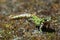 Pygmy marbled newt Triturus pygmaeus