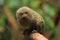 Pygmy marmoset