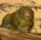 Pygmy marmoset