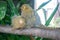 Pygmy marmoset