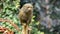 Pygmy marmoset