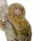 Pygmy Marmoset (5 weeks)