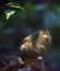 Pygmy marmoset