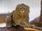 Pygmy marmoset, Callithrix pygmaea niveiventris, female with baby