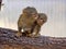 Pygmy marmoset, Callithrix pygmaea niveiventris, female with baby