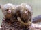 Pygmy marmoset, Callithrix pygmaea, Parents with chicks