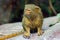 The pygmy marmoset Cebuella pygmaea sitting on stone with green background