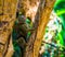 Pygmy marmoset climbing in a tree, worlds smallest monkey, Small tropical primate specie from America