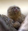 Pygmy marmoset or dwarf monkey