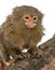 Pygmy Marmoset or Dwarf Monkey, Cebuella pygmaea