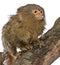 Pygmy Marmoset or Dwarf Monkey, Cebuella pygmaea