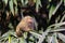 Pygmy Marmoset or Dwarf Monkey, small monkey on the tree
