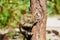 Pygmy marmoset monkey in the Amazon rainforest