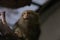 Pygmy Marmoset New World Monkey