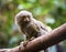 A Pygmy Marmoset on a Tree Branch, Cebuella pygmaea