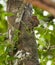 A Pygmy Marmosete on a tree