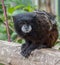 Pygmy Monkey Sits on Rail