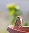 Pygmy Nuthatch at Feeder