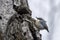 Pygmy nuthatch perched on tree