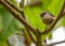 Pygmy Nuthatch (Sitta pygmaea) in North America