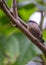 Pygmy Nuthatch (Sitta pygmaea) in North America