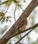 Pygmy Owl on branch