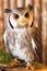 Pygmy owl,Glaucidium brodiei 1 year old isolate on background,