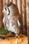 Pygmy owl,Glaucidium brodiei 1 year old isolate on background,