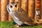 Pygmy owl,Glaucidium brodiei 1 year old isolate on background,