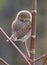 Pygmy Owl - Glaucidium gnoma