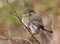 Pygmy Owl - Glaucidium gnoma