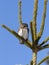 Pygmy owl, Glaucidium passerinum