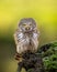 Pygmy owl Glaucidium passerinum little owl natural dark forest